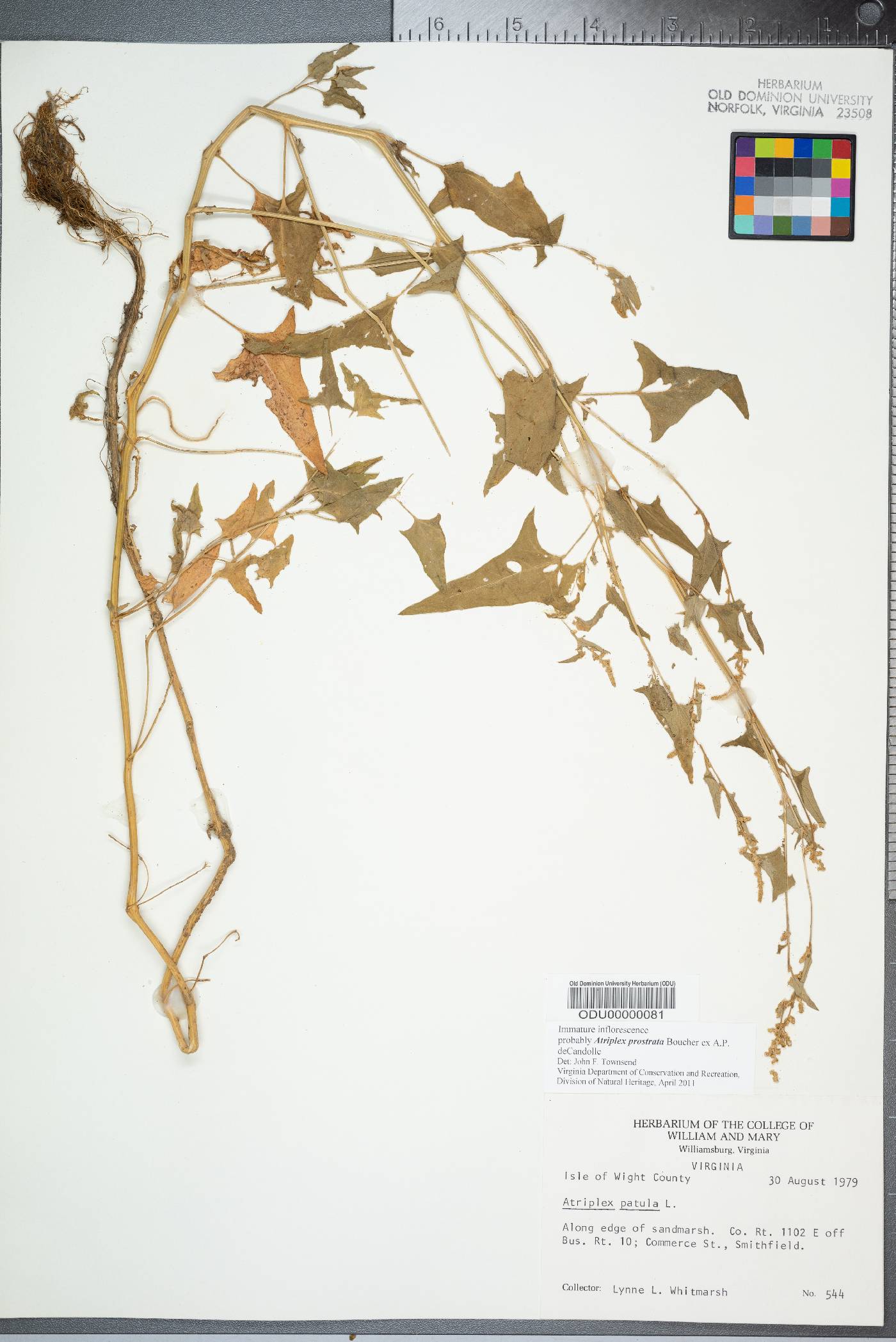 Atriplex prostrata image