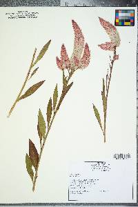 Celosia spicata image