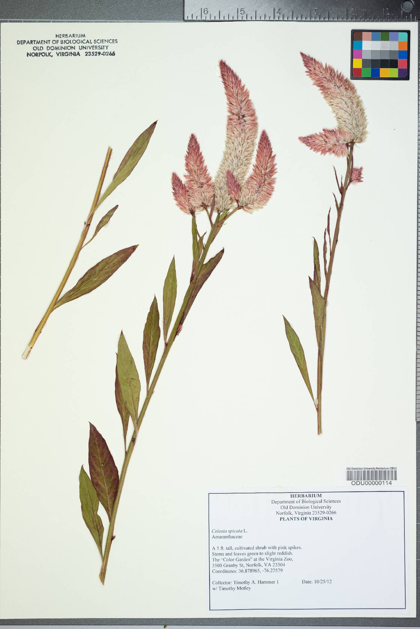 Celosia spicata image