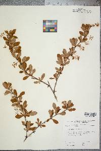 Berberis canadensis image