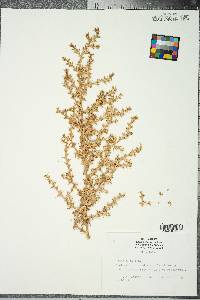 Salsola kali image