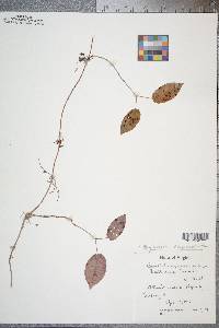 Bignonia capreolata image