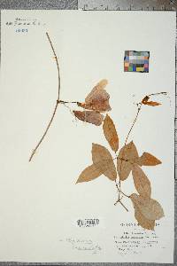 Bignonia capreolata image