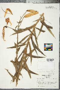 Lilium tigrinum image