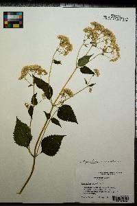 Ageratina aromatica image