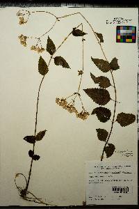 Ageratina aromatica image