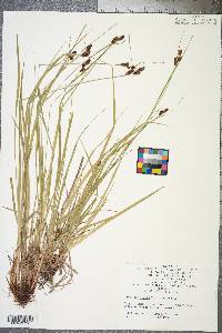 Carex complanata image