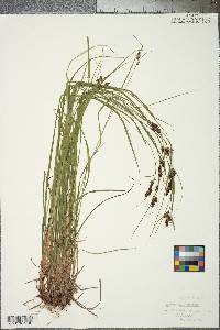 Carex complanata image