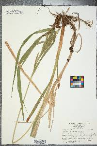 Carex crinita var. crinita image