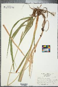 Carex crinita var. crinita image