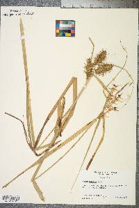 Carex gigantea image