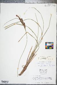 Carex glaucescens image