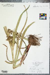 Scirpus expansus image