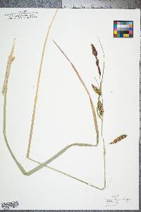 Carex hyalinolepis image