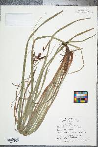 Carex joorii image