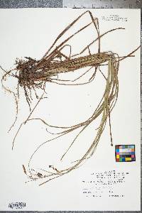 Carex joorii image