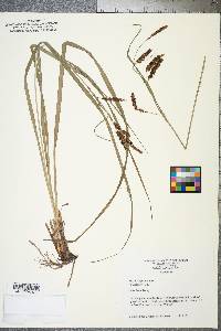 Carex joorii image