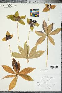 Medeola virginiana image