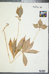 Medeola virginiana image