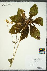 Arnica acaulis image