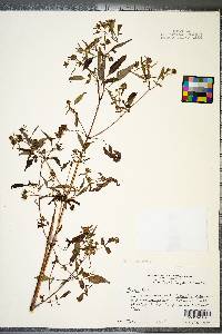 Bidens discoidea image