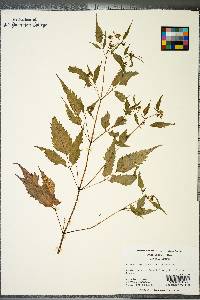 Bidens discoidea image