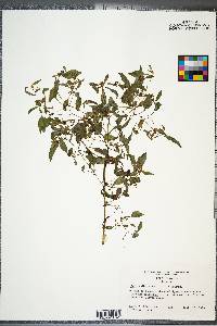 Bidens discoidea image