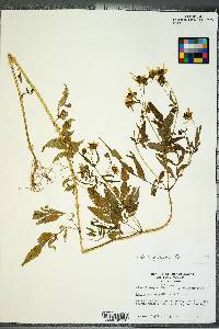 Bidens aristosa image