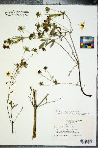 Bidens polylepis image