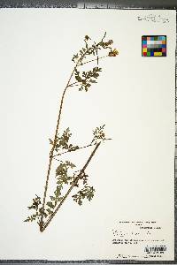 Bidens bipinnata image