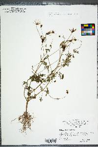 Bidens bipinnata image