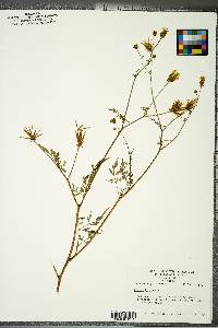 Bidens bipinnata image