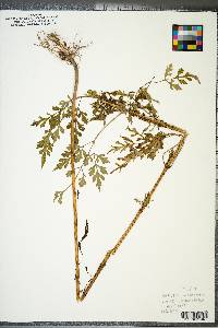 Bidens bipinnata image