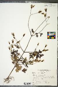 Bidens bipinnata image