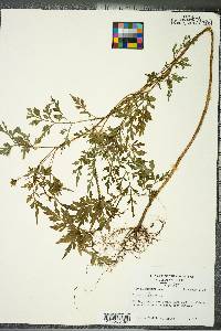 Bidens bipinnata image