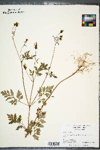 Bidens bipinnata image