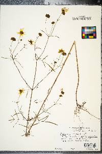 Bidens mitis image