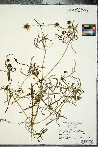 Bidens mitis image