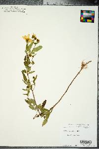 Bidens polylepis image