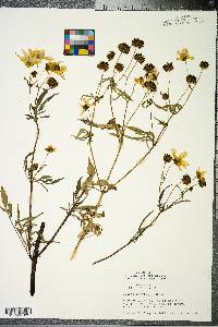 Bidens polylepis image