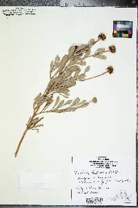 Borrichia frutescens image