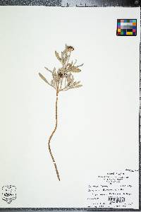 Borrichia frutescens image