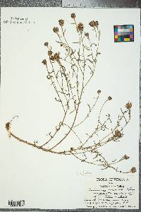 Centaurea stoebe image