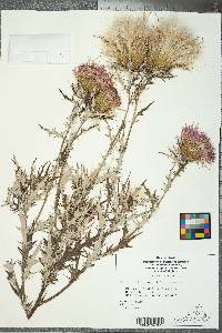 Cirsium discolor image