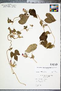 Ipomoea hederacea image