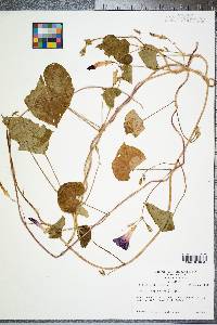 Ipomoea purpurea image