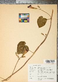 Ipomoea purpurea image