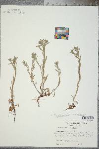 Buglossoides arvensis image