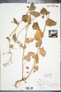 Alliaria petiolata image