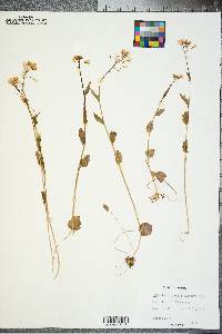 Cardamine bulbosa image